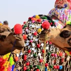 India With Pushkar Camel Fair