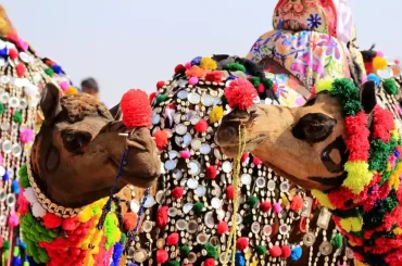 India With Pushkar Camel Fair